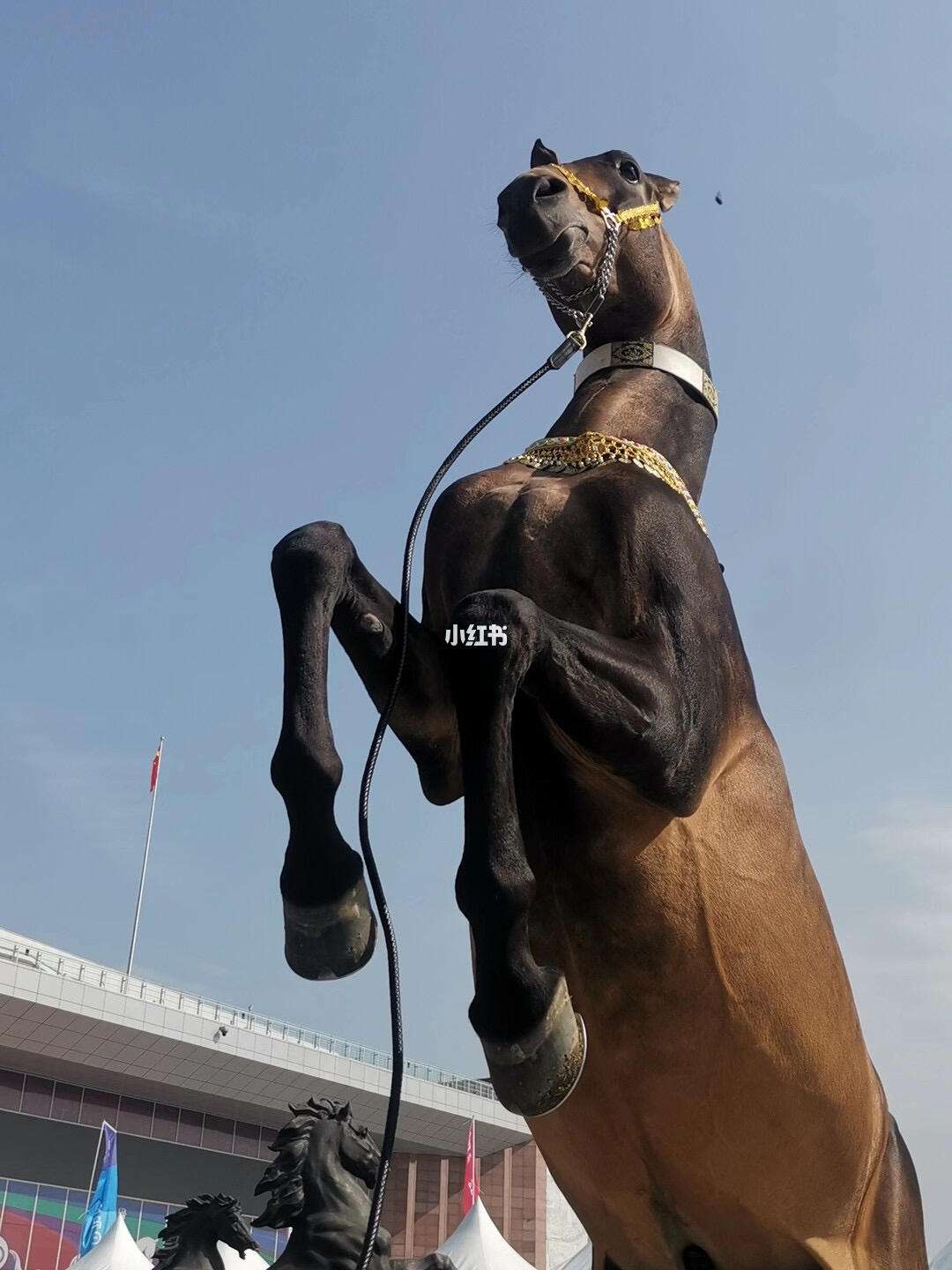 汉玛非亚逆转美因茨中场进球引领全队起扬的简单介绍